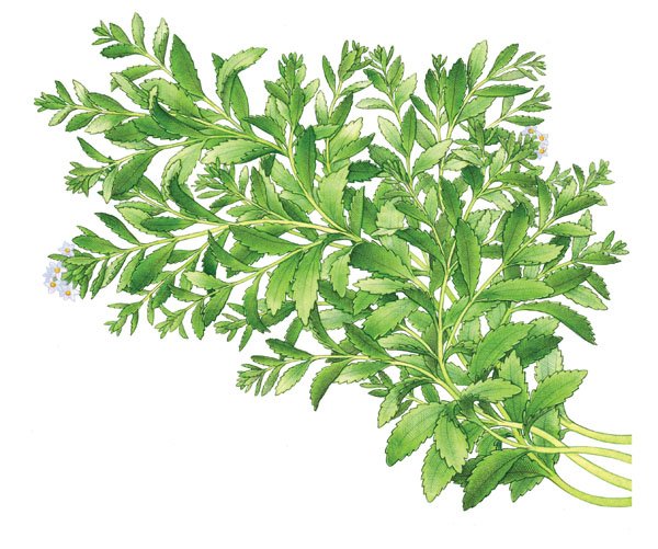 Growing-Stevia-Plant